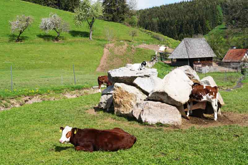 Kühe und Ziegen